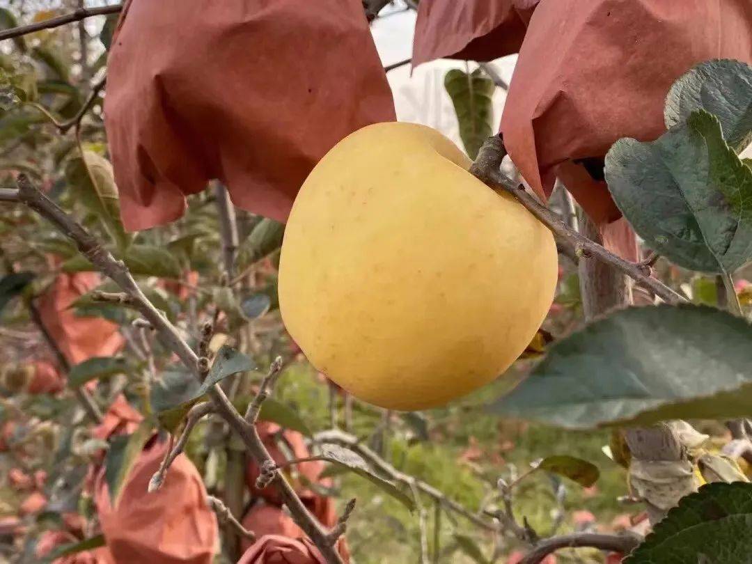 苹果5黄金版苹果apple官网入口-第2张图片-太平洋在线下载